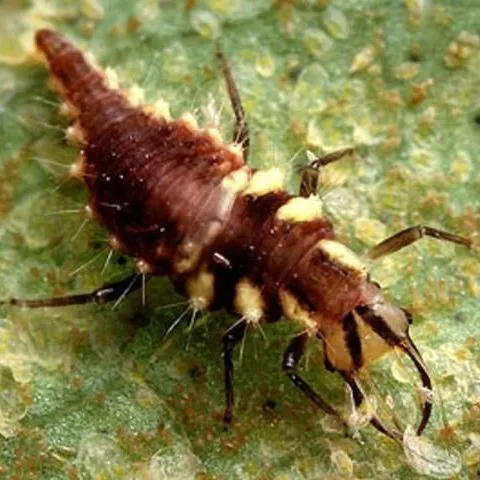 thumbnail for publication: Citrus Whitefly, Dialeurodes citri (Ashmead) (Insecta: Hemiptera: Aleyrodidae)